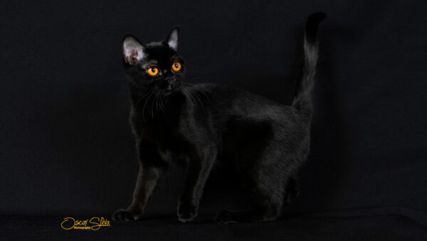 cocotte