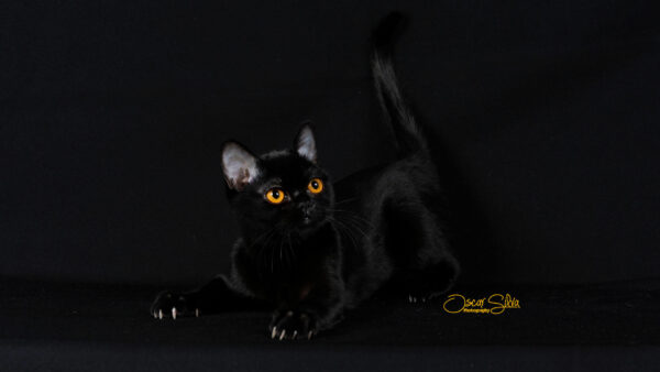 cocotte2