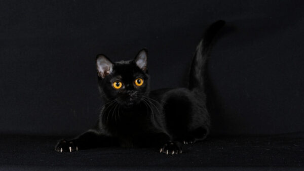 cocotte3