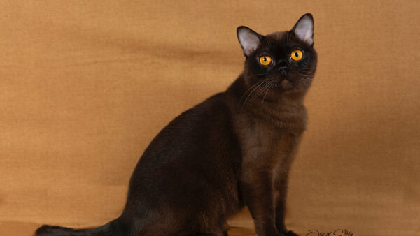 habibigros (1)